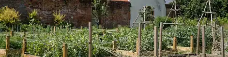 Walled vegetable garden with raised beds in summer