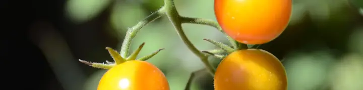 Ripe orange cherry tomatoes hanging on the vine