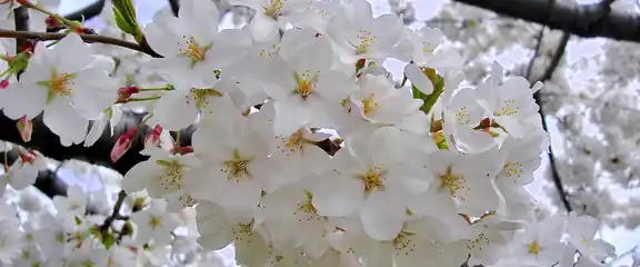 White Yoshino cherry blossoms at the Tidal Basin, Washington, D.C.