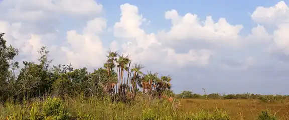 Sawgrass prairie and palms under summer clouds in the Everglades, Florida