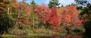 Bright red and orange fall foliage reflected in a pond in the White Mountains, New Hampshire