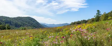 Wildflower meadow below forested ridges in the Great Smoky Mountains, Tennessee