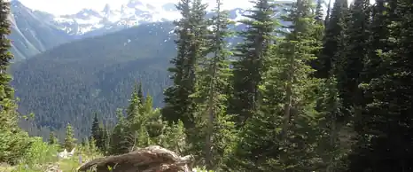 Evergreen forest with snowy peaks behind in Mount Rainier National Park, Washington
